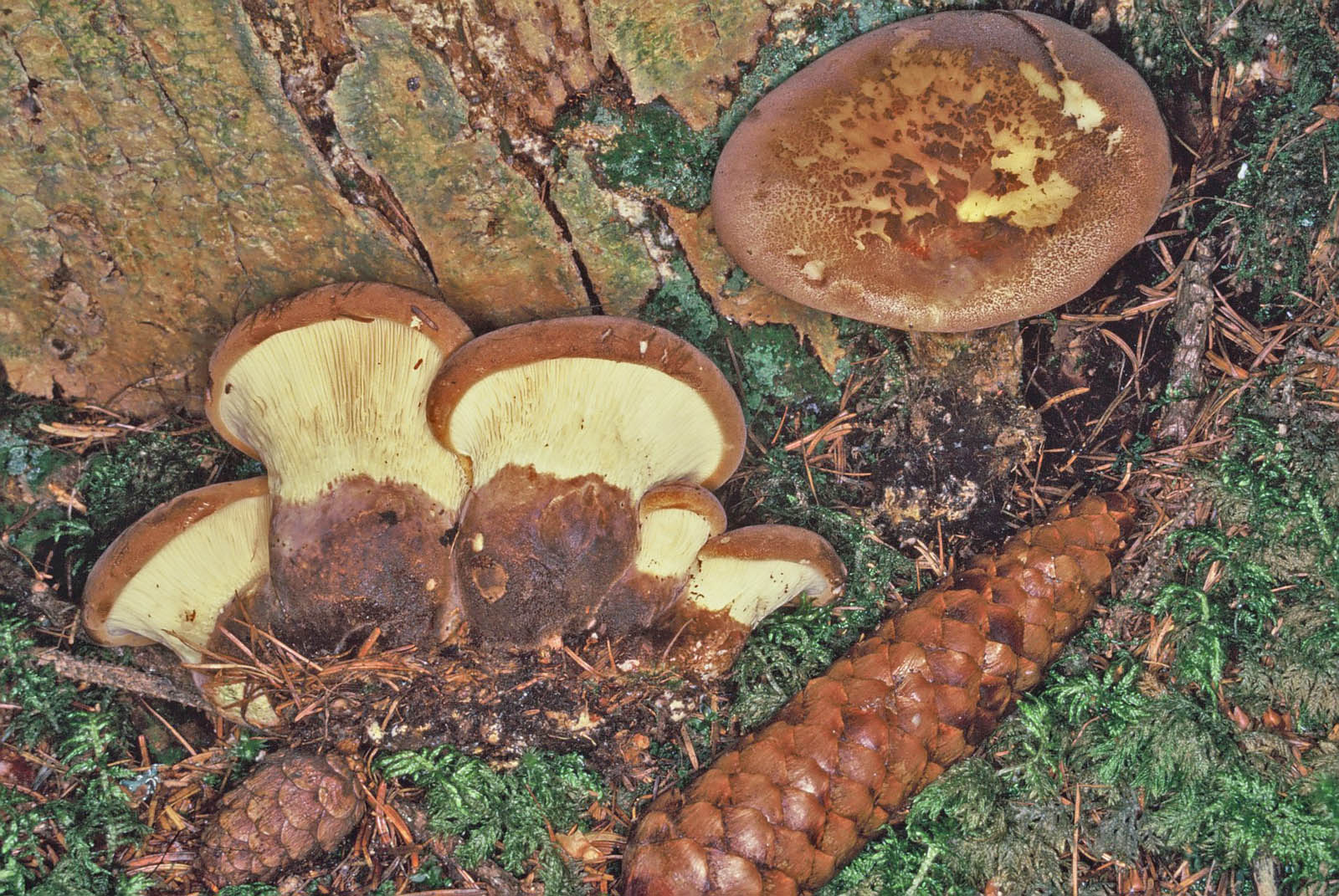paxillus atrotomentosus