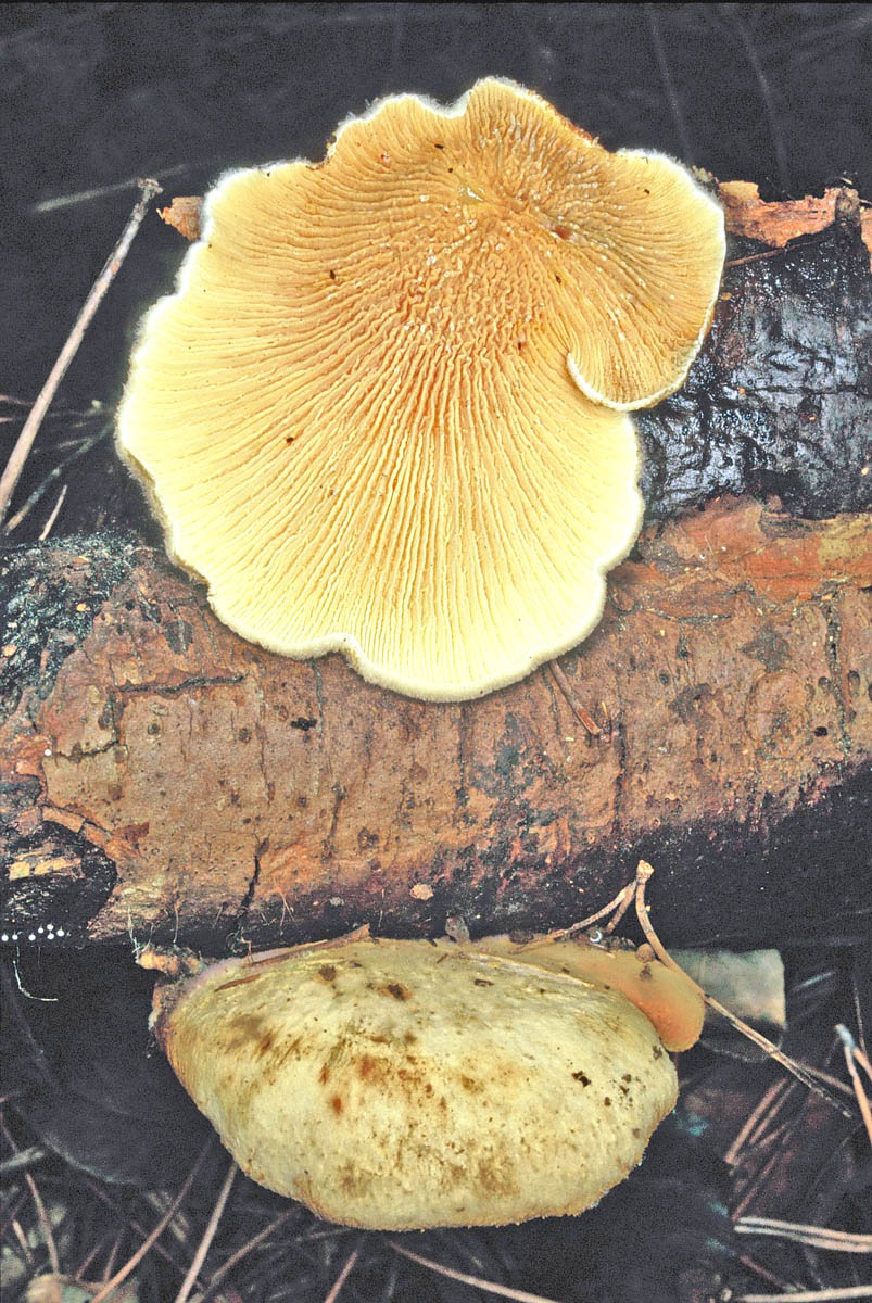 paxillus panuoides