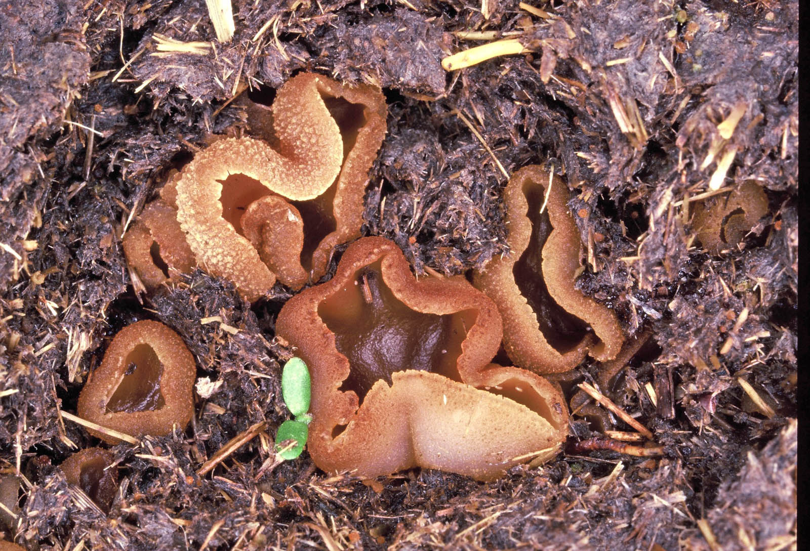 peziza fimeti