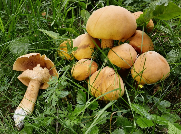 phaeolepiota