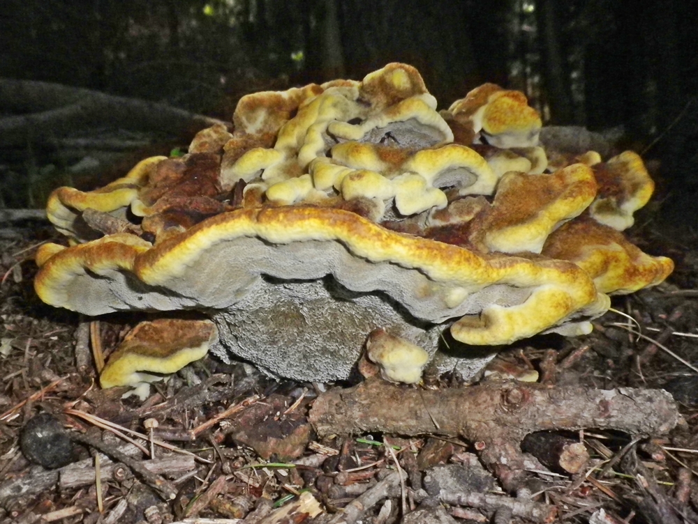 phaeolus schweni x scheda 2