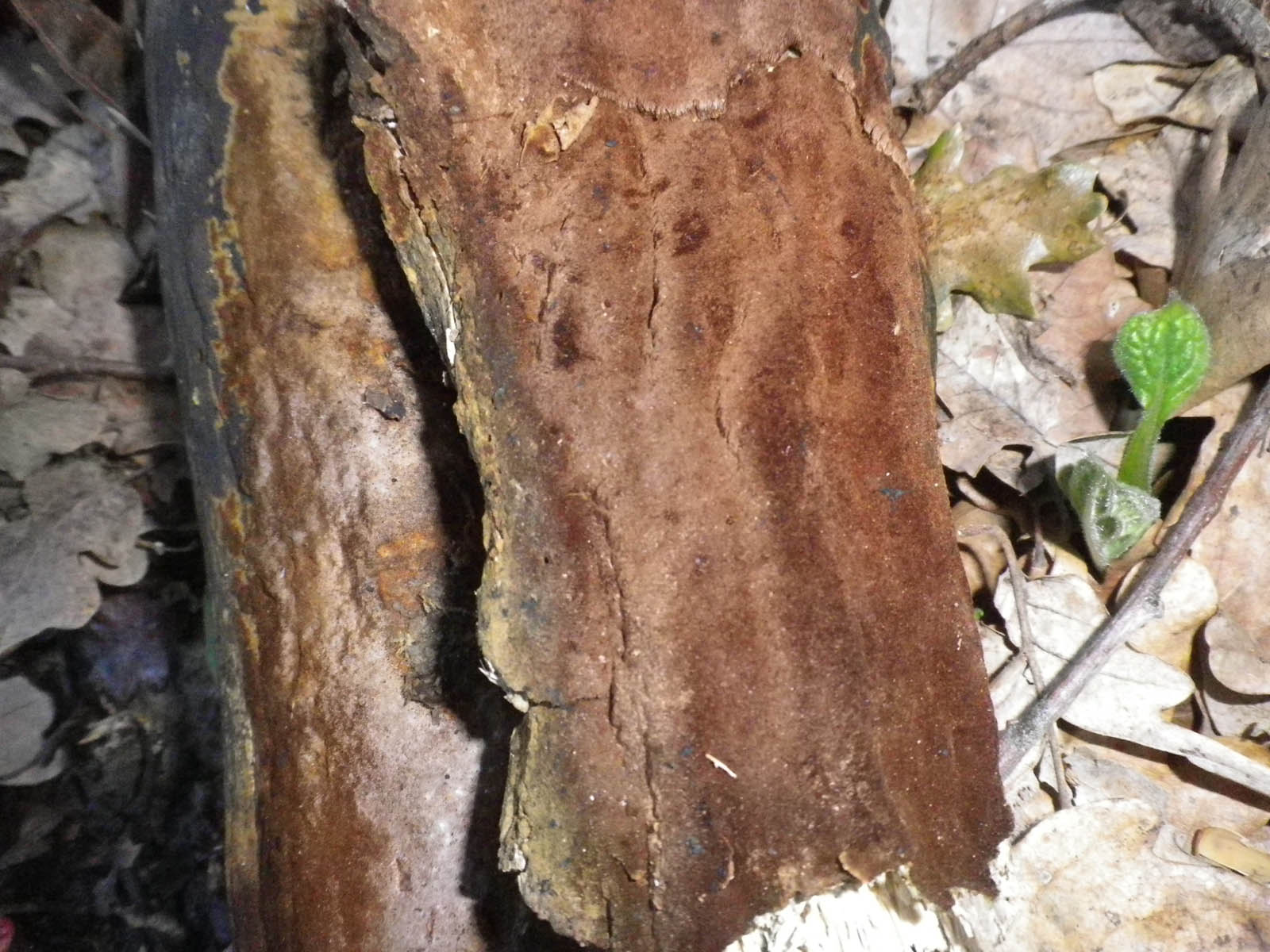 phellinus ferruginosus