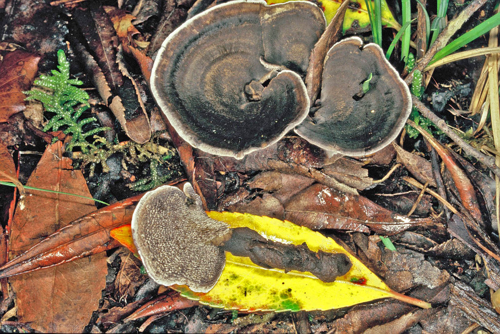 phellodon niger