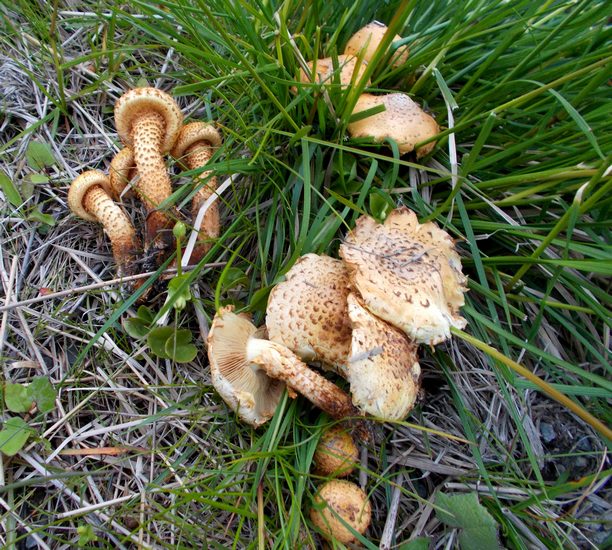 pholiota lucifera