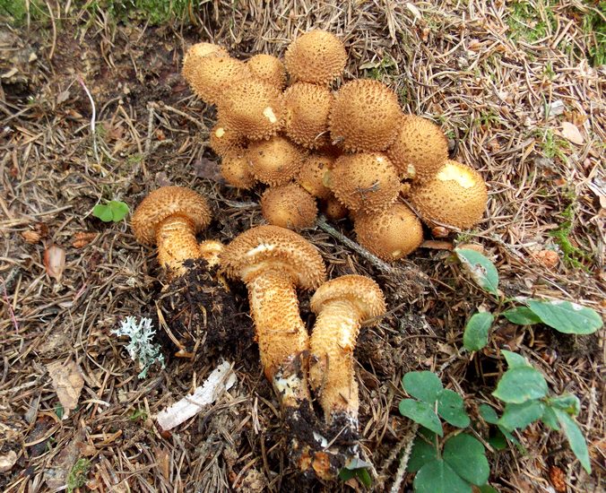 pholiota_squarrosa