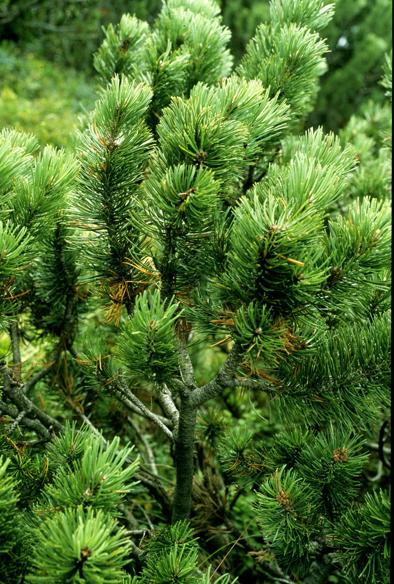 pinus mugo 1155