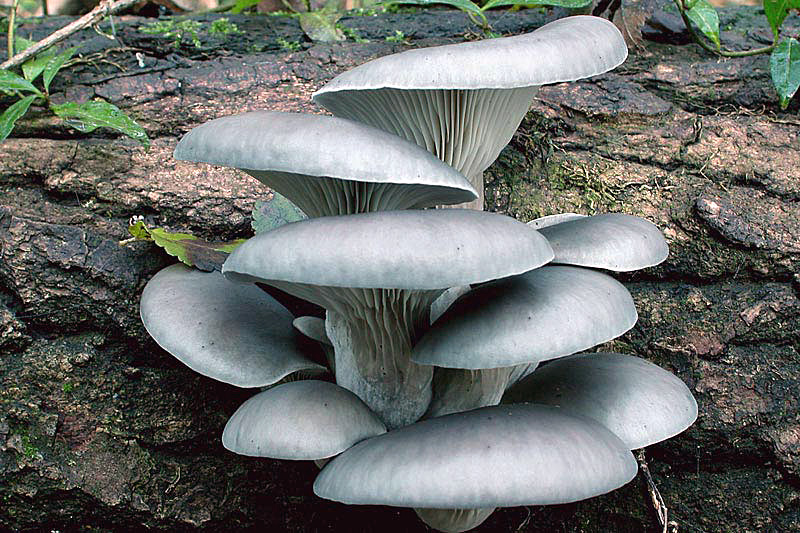 pleurotus