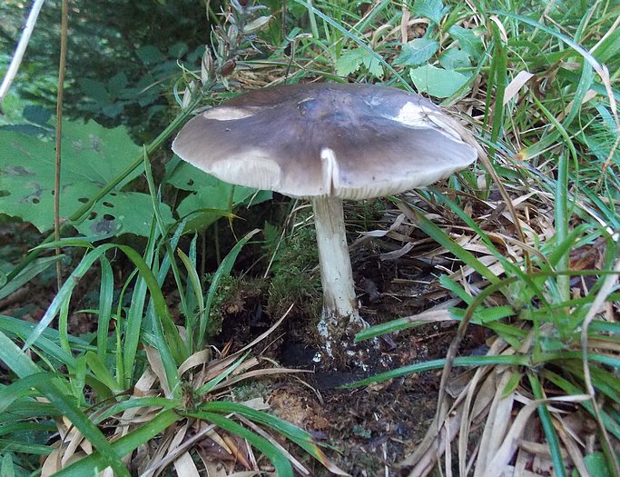 pluteus_cervinus