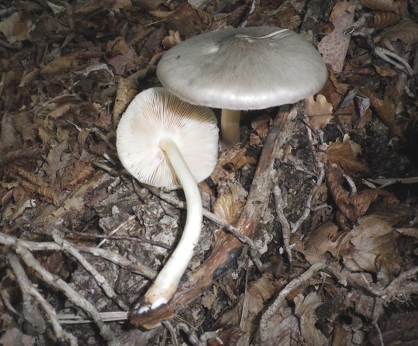 pluteus_cervinus_livio