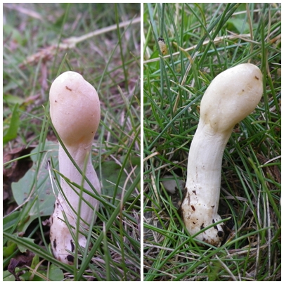 podostroma alut x scheda