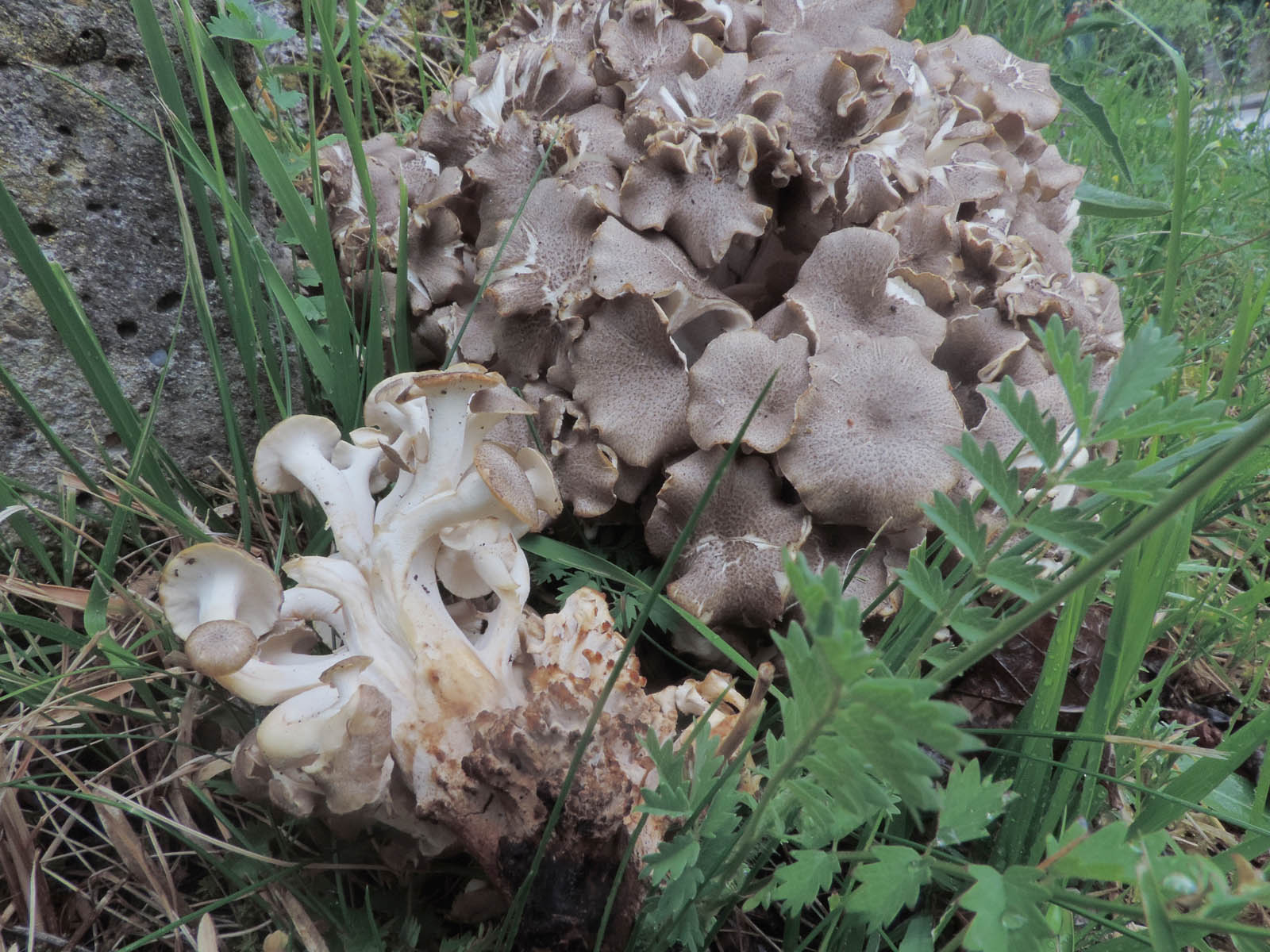 polyporus umbellatus per scheda silvano