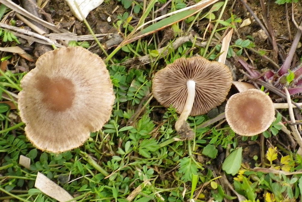 psathyrella spadiceogrisa x scheda