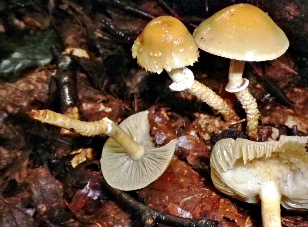 psilocybe squamosa vall x scheda