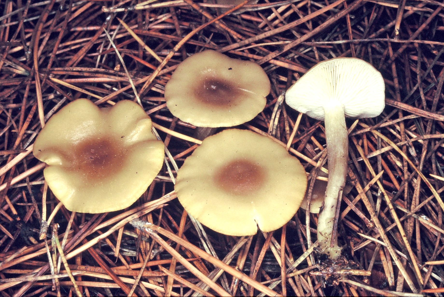 rugosomyces obscurissimus