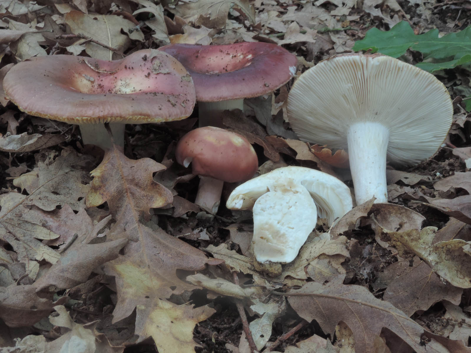 russula vesca al camm