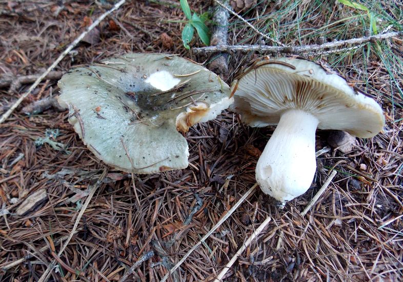 russula aeruginea