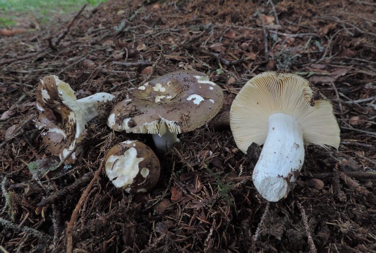 russula_integra