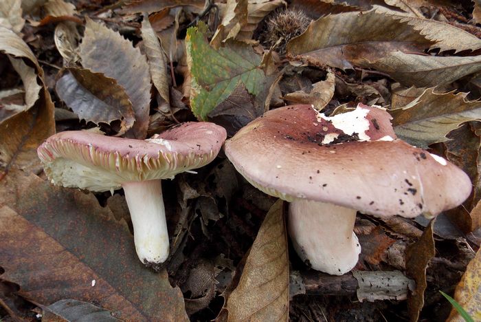 russula_olivacea
