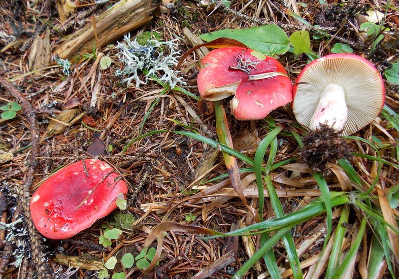 russula rhodopoda
