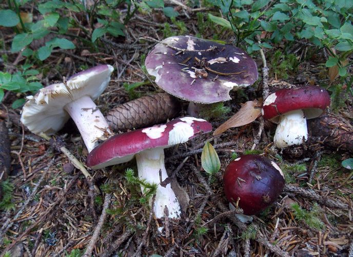 russula vinosa