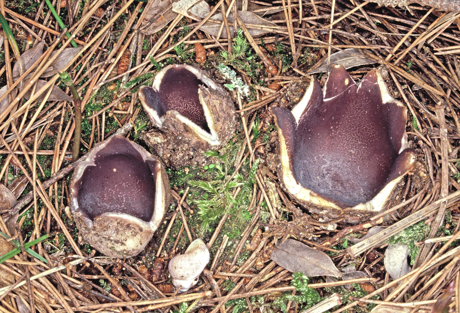 sarcosphaera coronaria