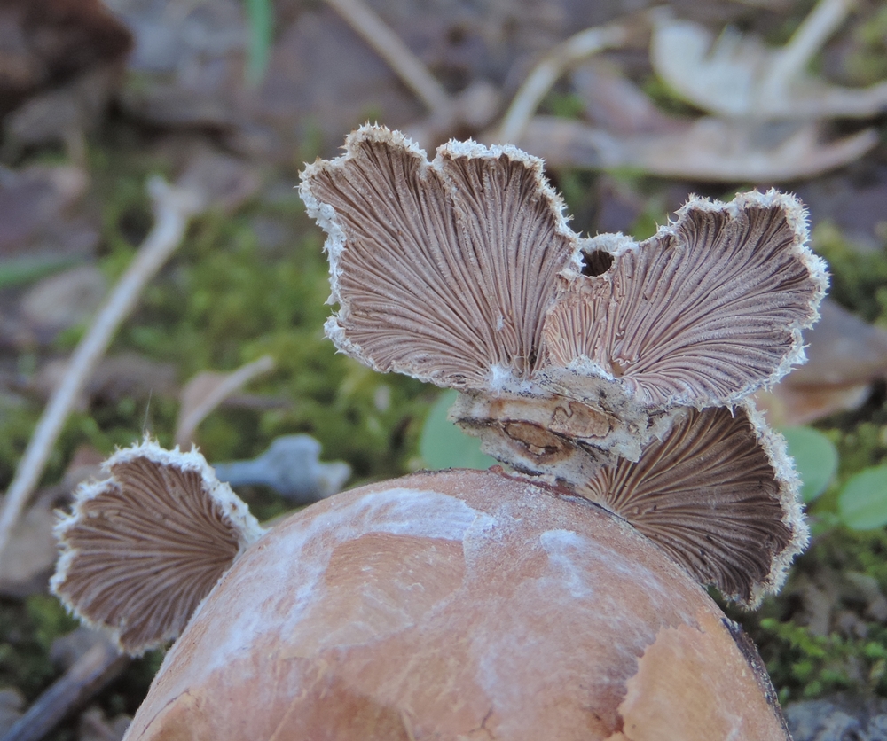 schizophyllum commune