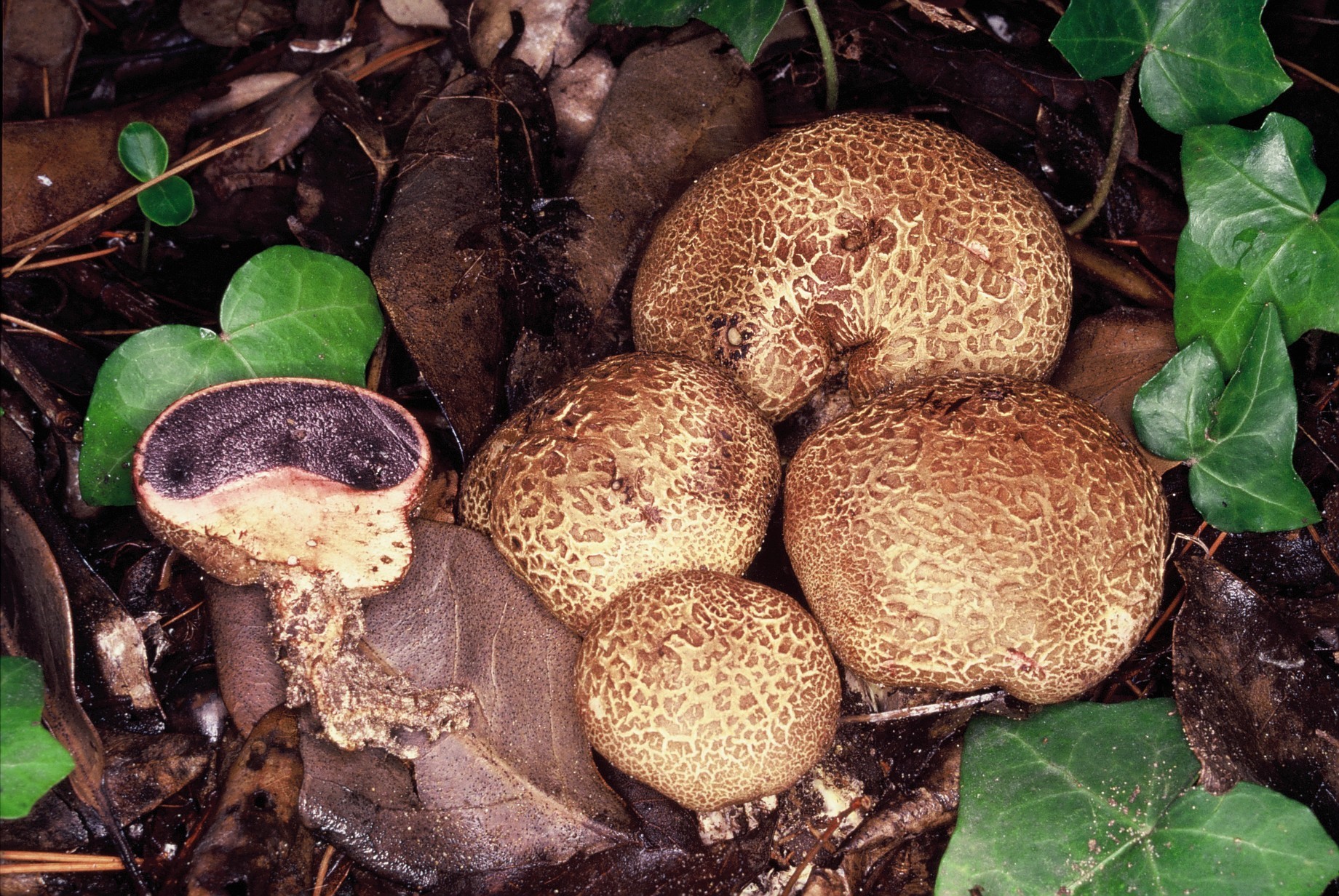 scleroderma areolatum