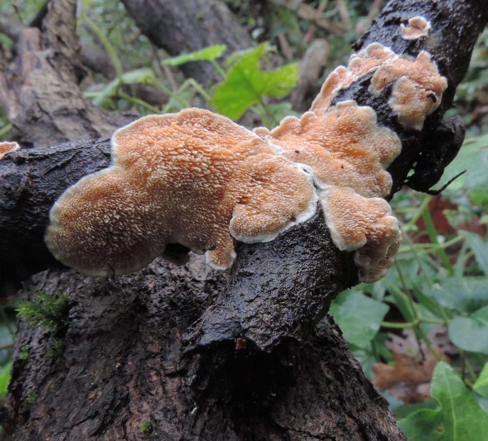 steccherinum ovraceum x scheda