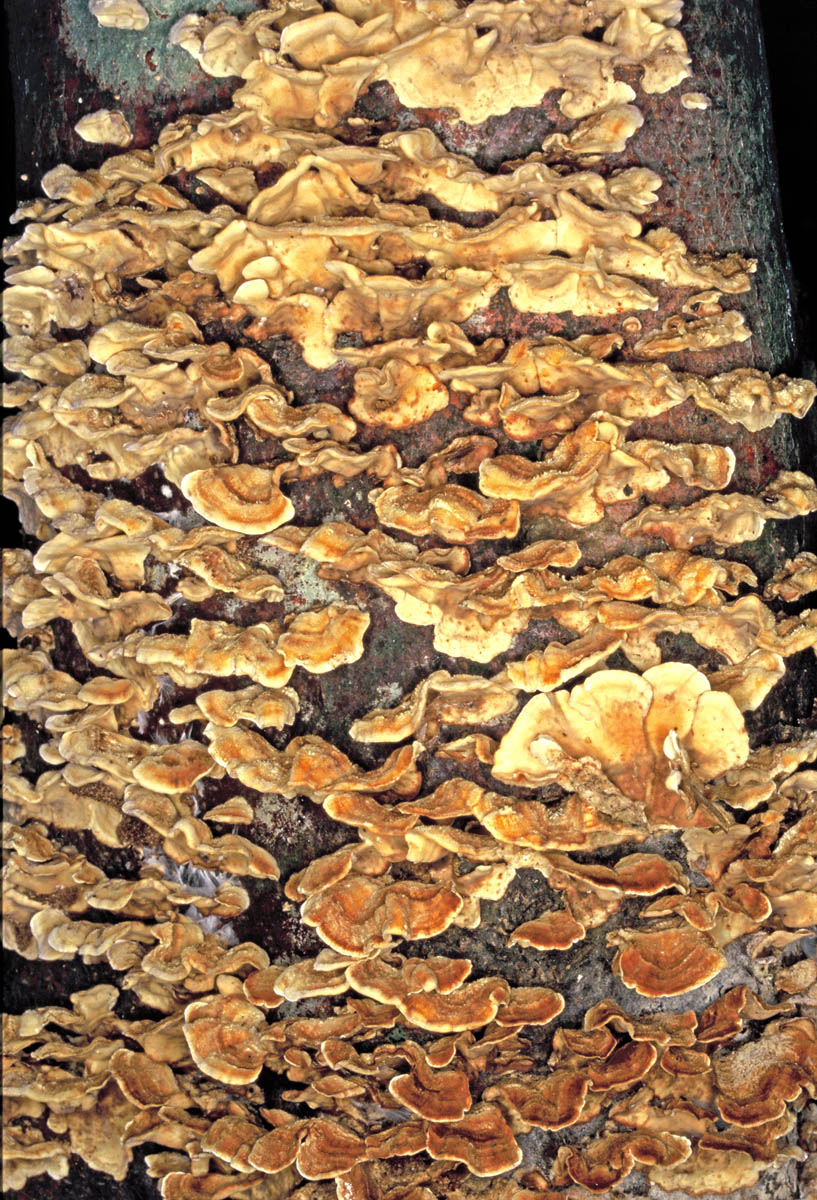 stereum hirsutum