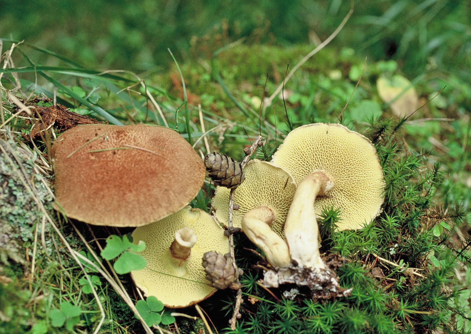 suillus cavipes