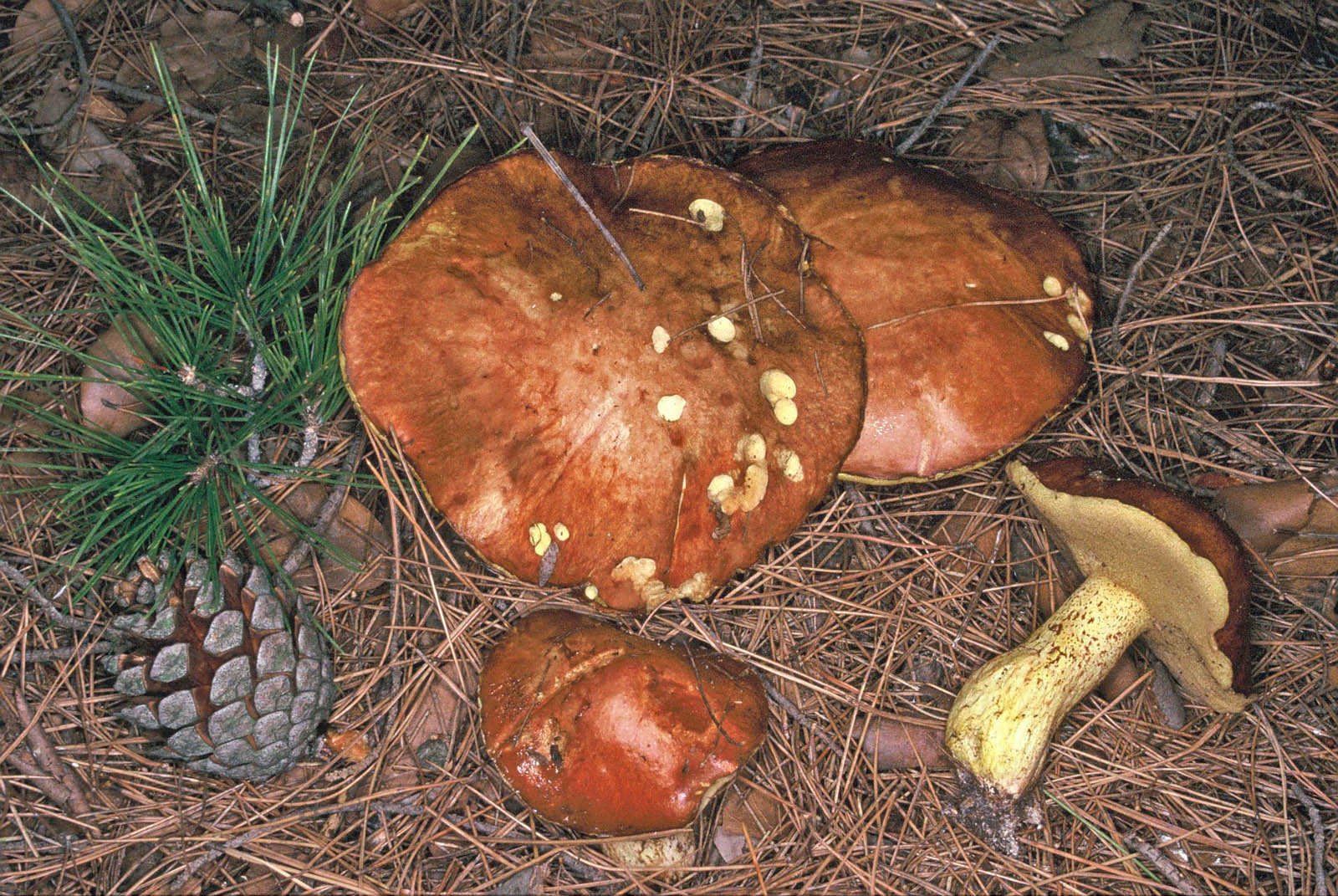 suillus collinitus
