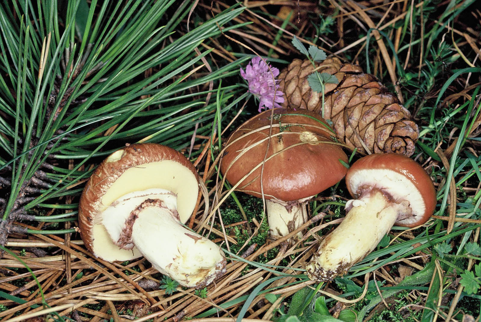 suillus luteus-
