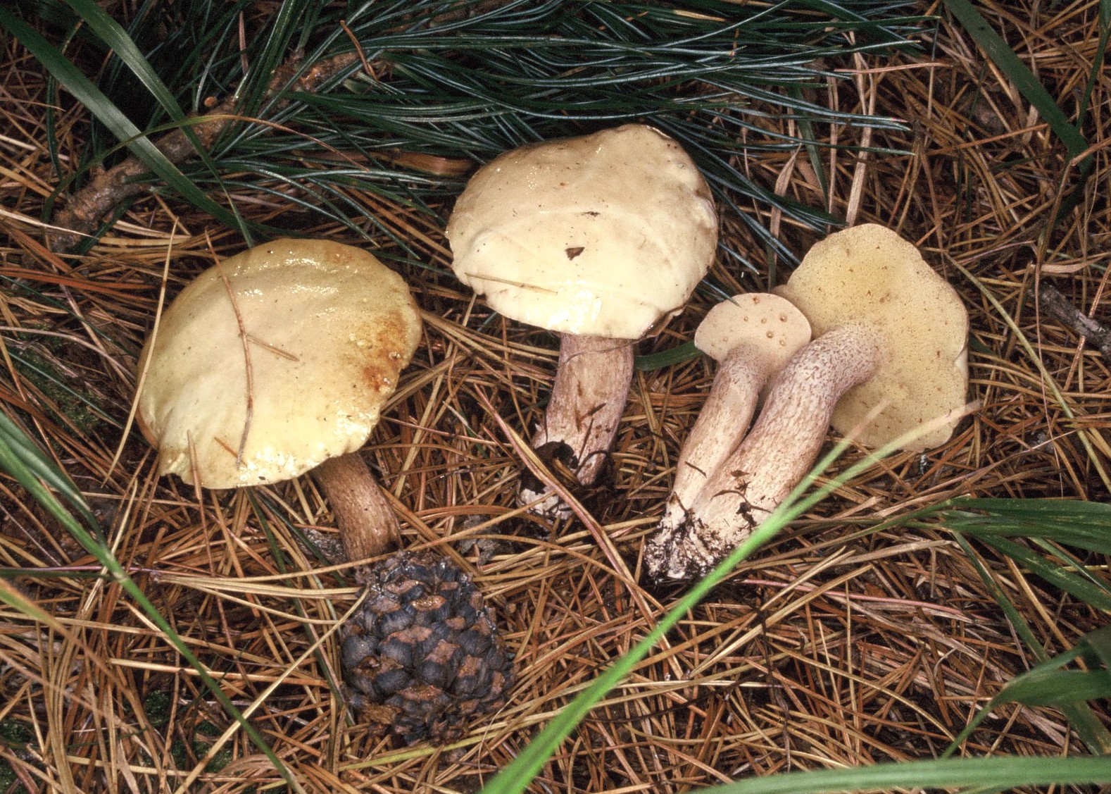 suillus placidus