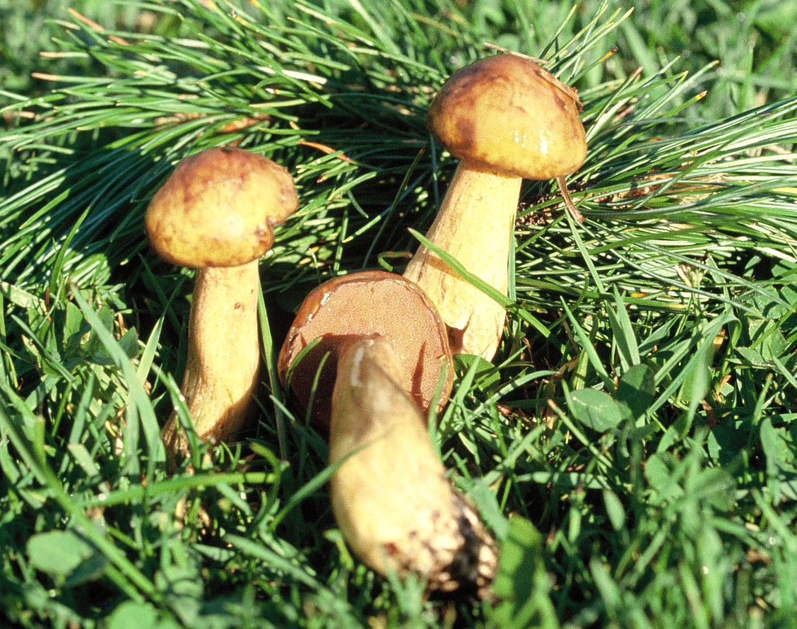 suillus plorans