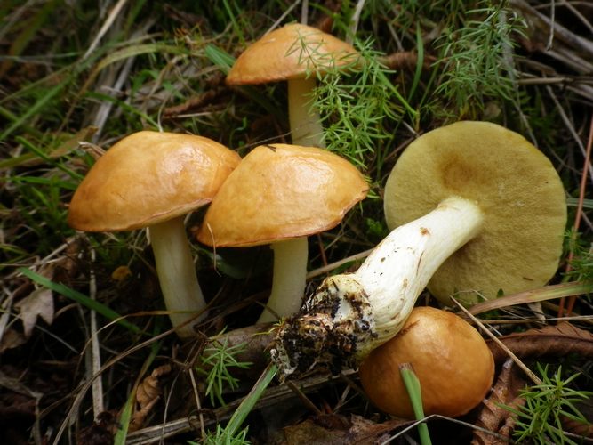 suillus_granulat_2Vall