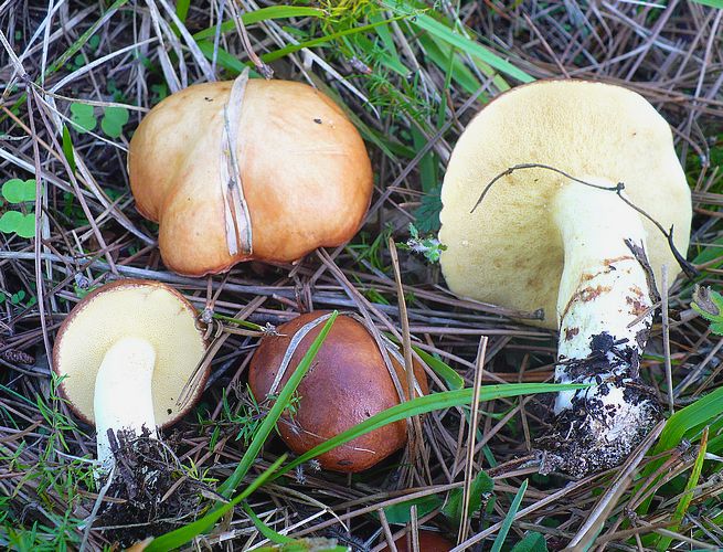 suillus_granulatus_2013