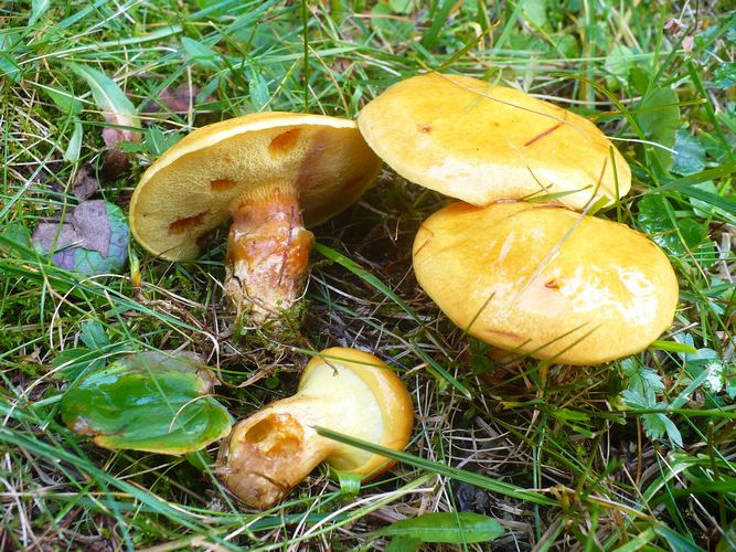 suillus_grevillei