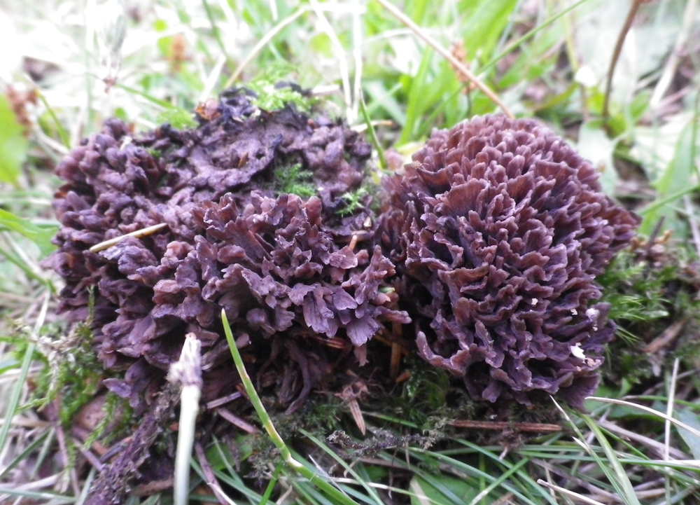 telephora palmata xscheda