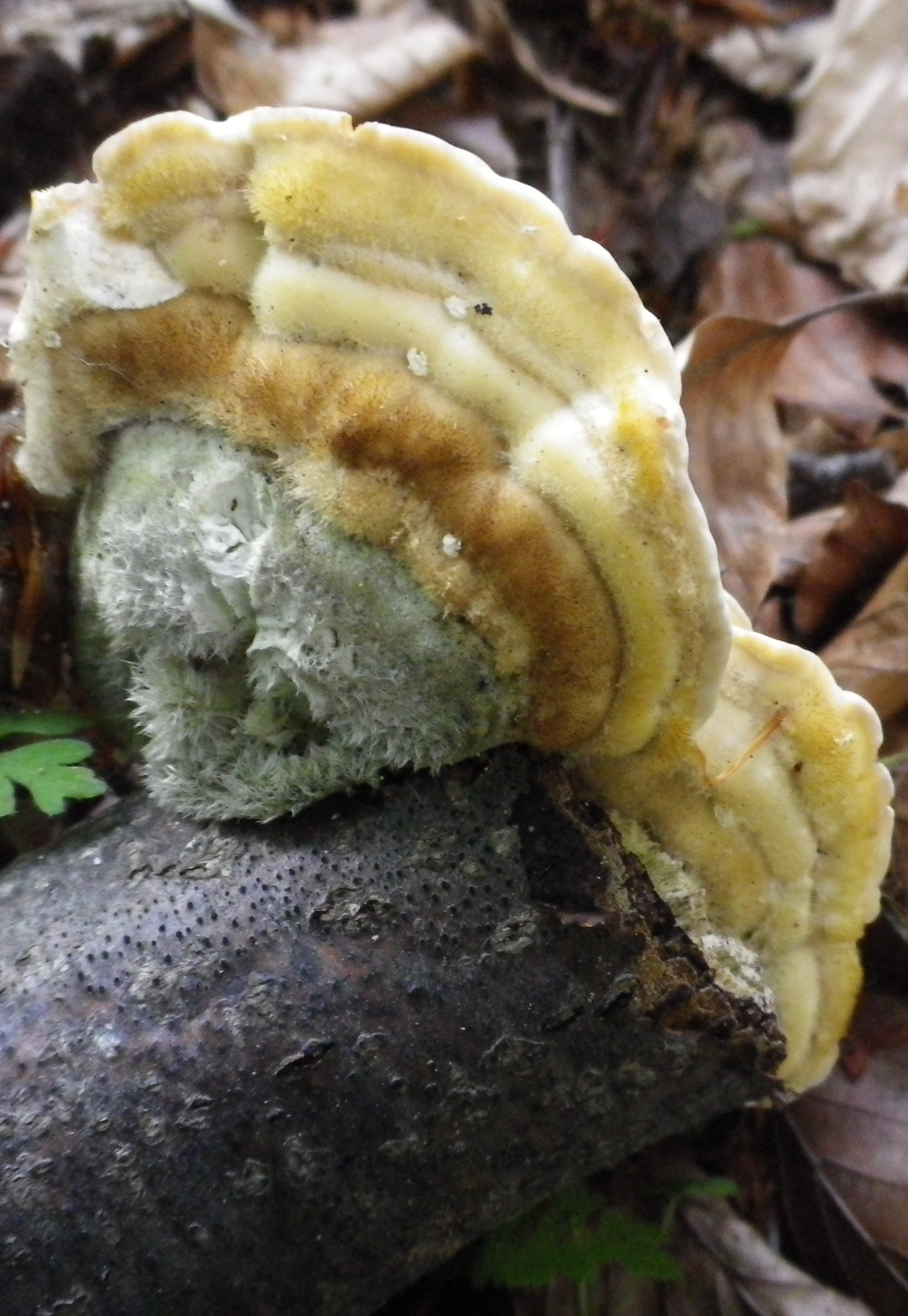 trametes hyirsuta