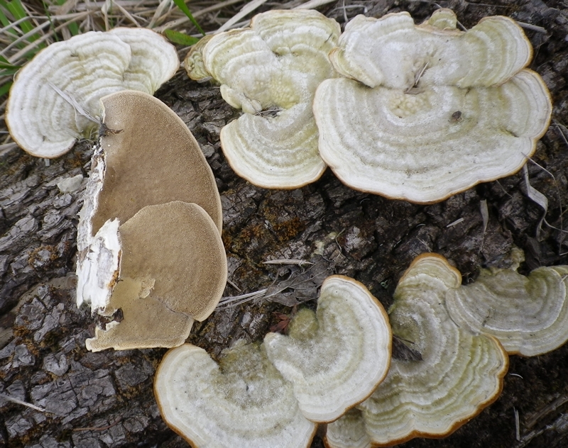 trametes pubescens lago di castreccioni x sito