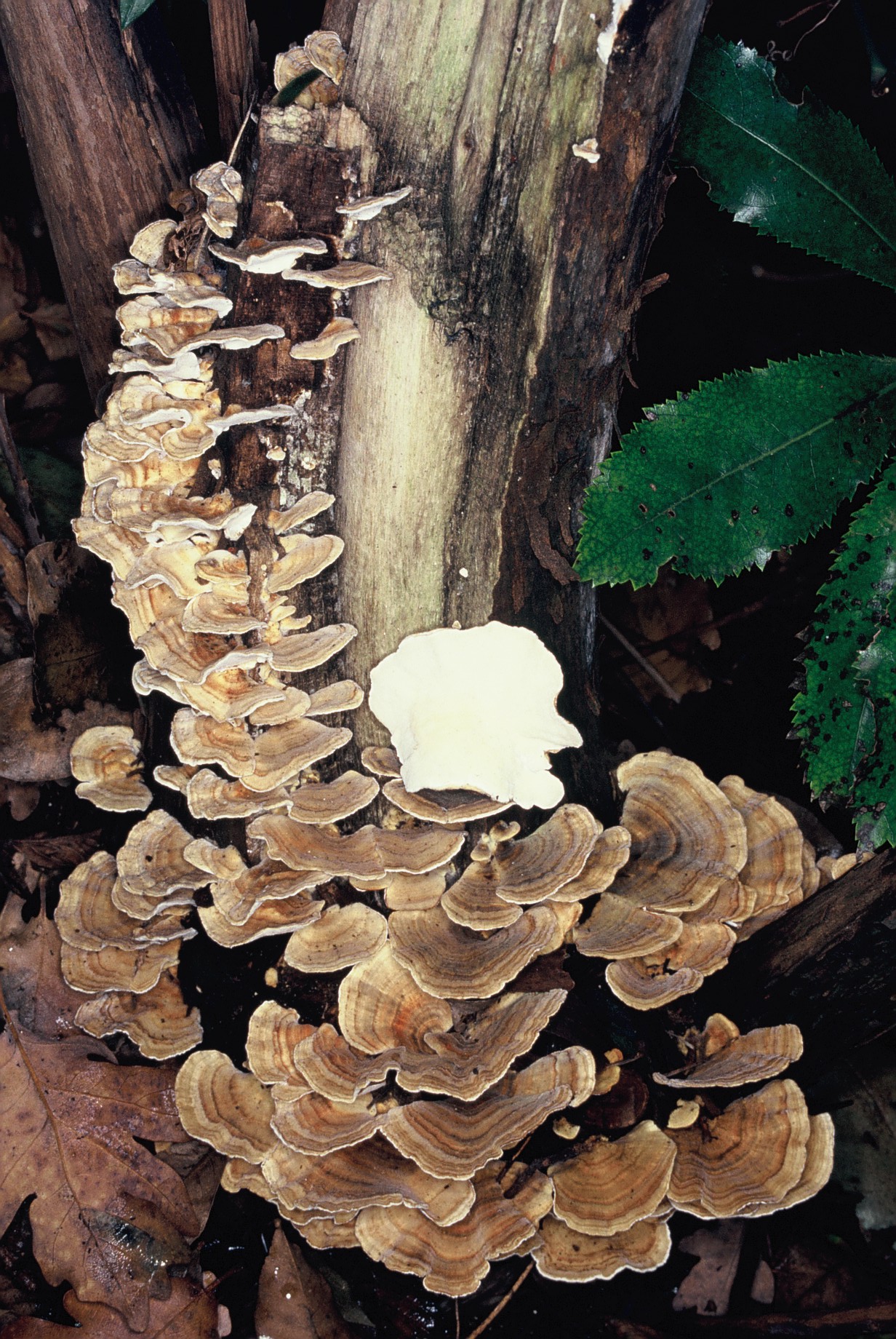 trametes versicolor 245