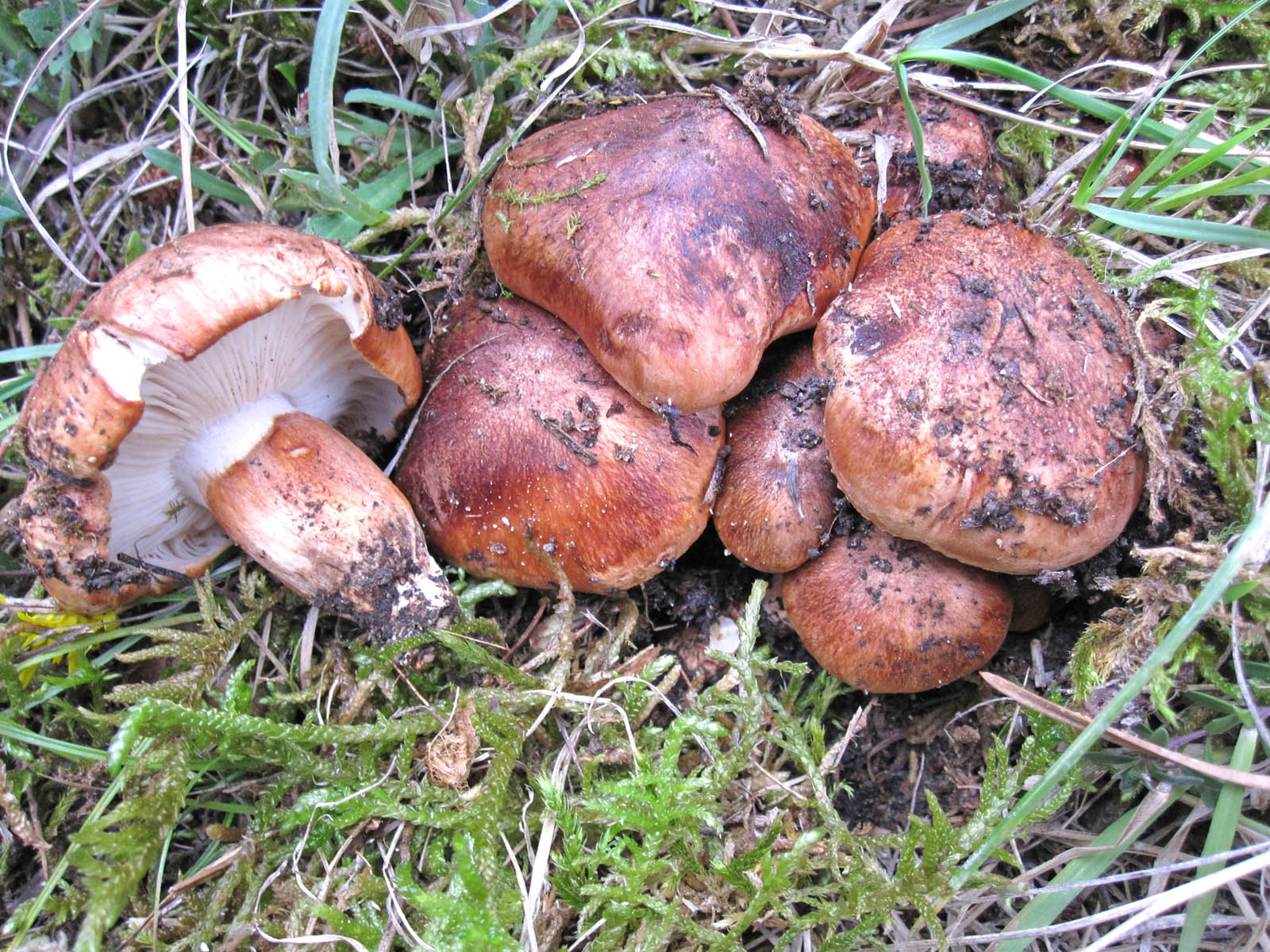 tricholoma fracticum