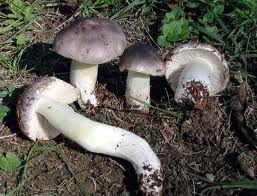 tricholoma portentosum