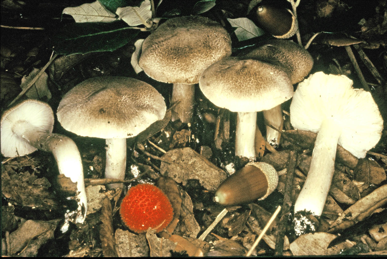 tricholoma scalpturatum