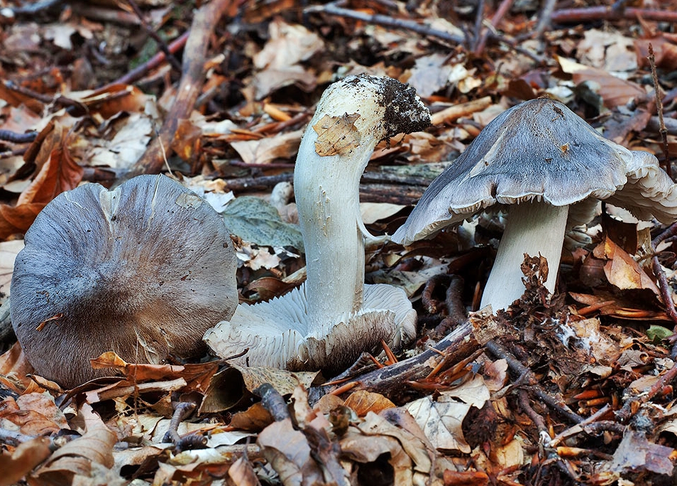 tricholoma sciodes x scheda