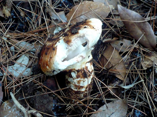 tricholoma_caligatum_Conero