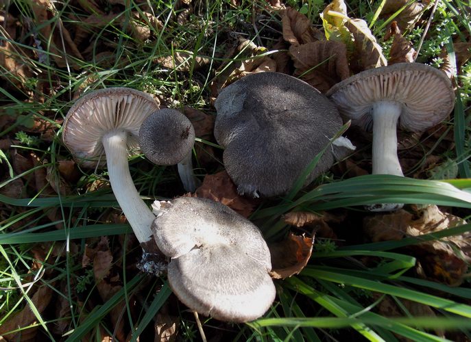 tricholoma_orirubens