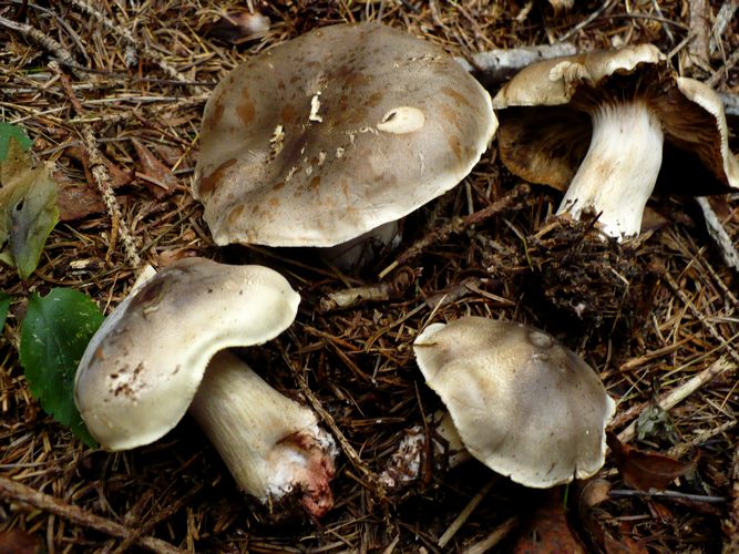 tricholoma_saponaceum