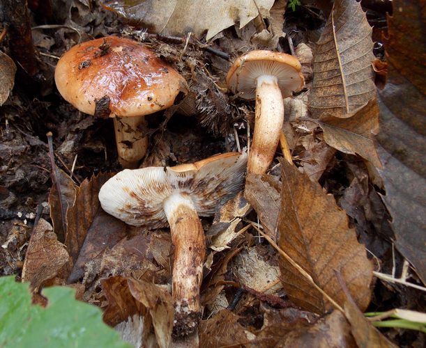 tricholoma ustaloides