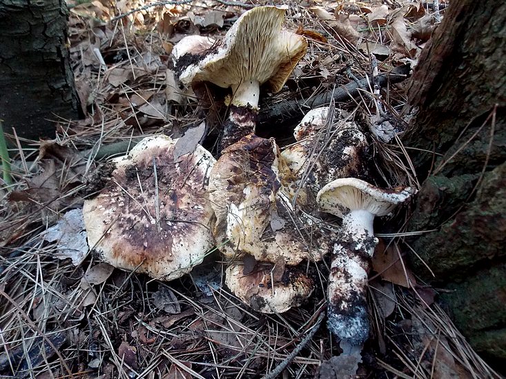 tricholomi caligatus